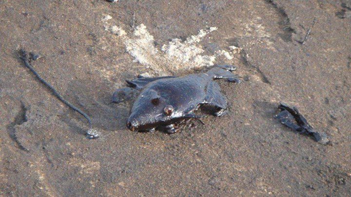 اسماك بحر المكلا تعرضت للنفوق بسبب الكارثة | الصورة:الكميم