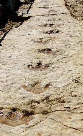 حقل ديناصورات شمال صنعاء - الصورة خاص