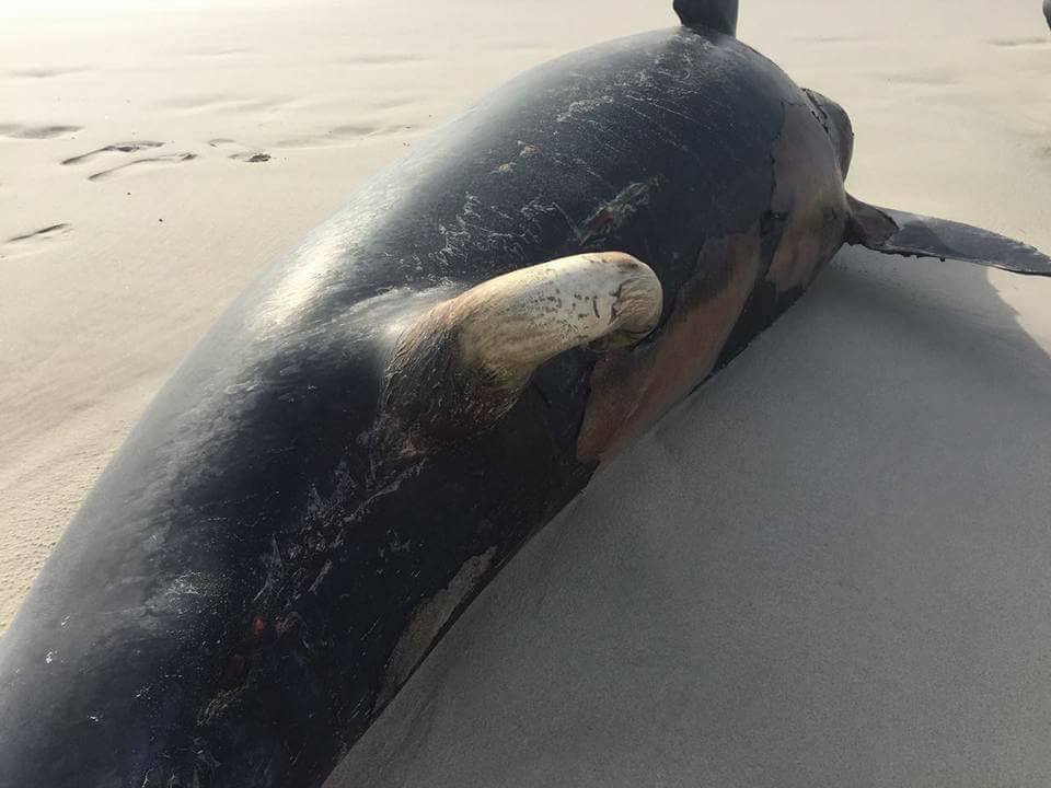 دولفين نافق سقطرى - تصوير ناصر عبدو