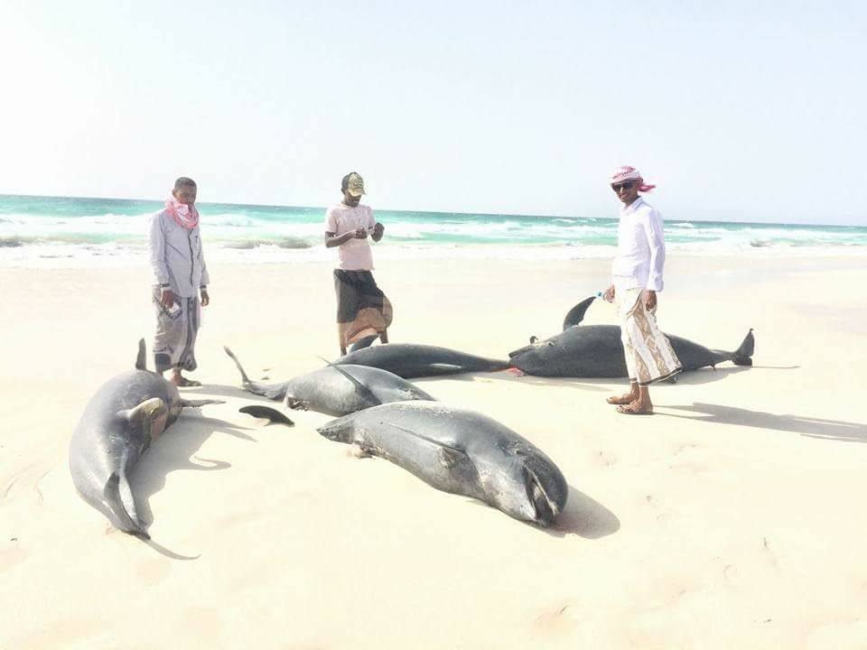 دلافين سقطرى - تصوير ناصر عبدو