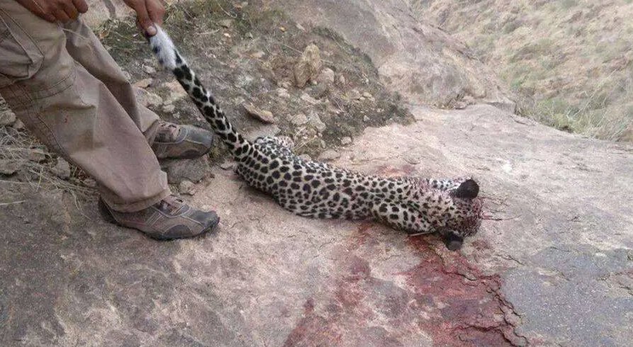 صياد يقتل نمراً في الضالع - شبكات التواصل