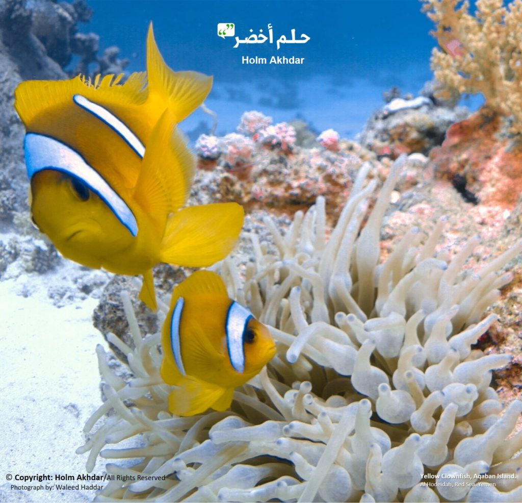اليمن سمكة المهرج الصفراء وشقائق النعمان حلم أخضر